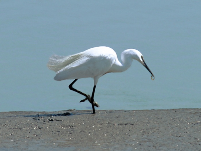 Aigrette garzette